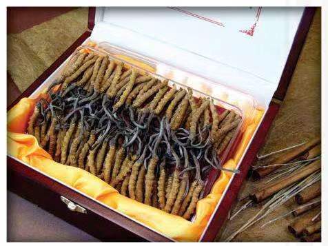 梁河冬虫夏草回收